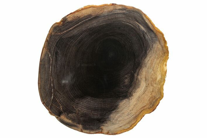 Polished Petrified Wood Round - Sweet Home, Oregon #290566